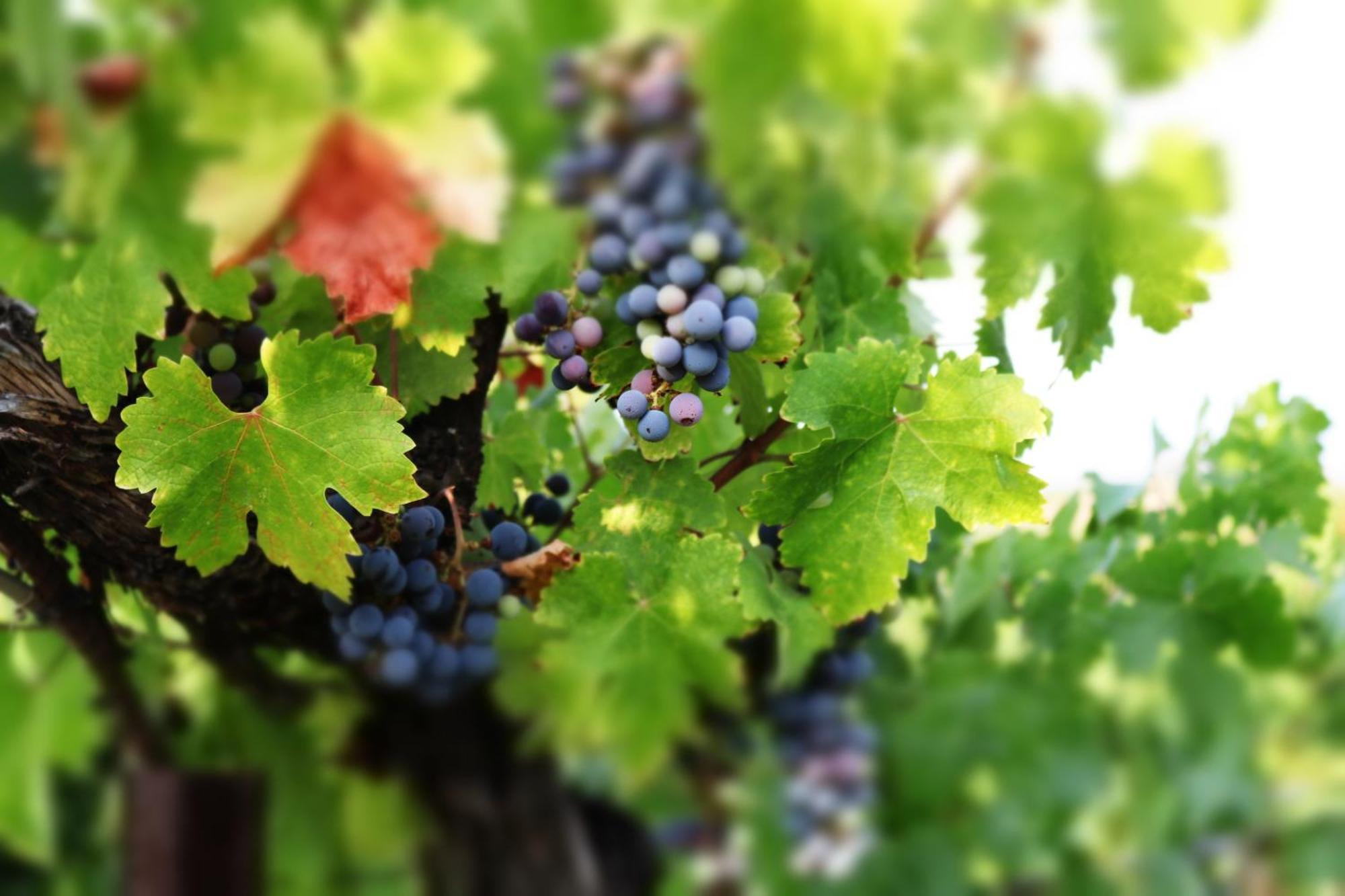 Churon Inn Winery Temecula Exterior photo